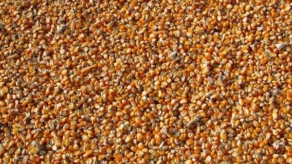 Corn Retreating on Thursday Morning After Hitting 3-year Highs