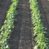 Soybeans Holding onto Wednesday Gains as USDA Hikes Production