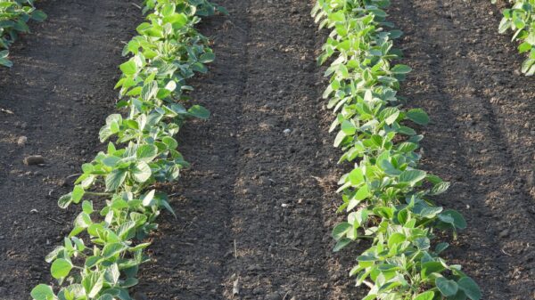 Soybeans Holding onto Wednesday Gains as USDA Hikes Production