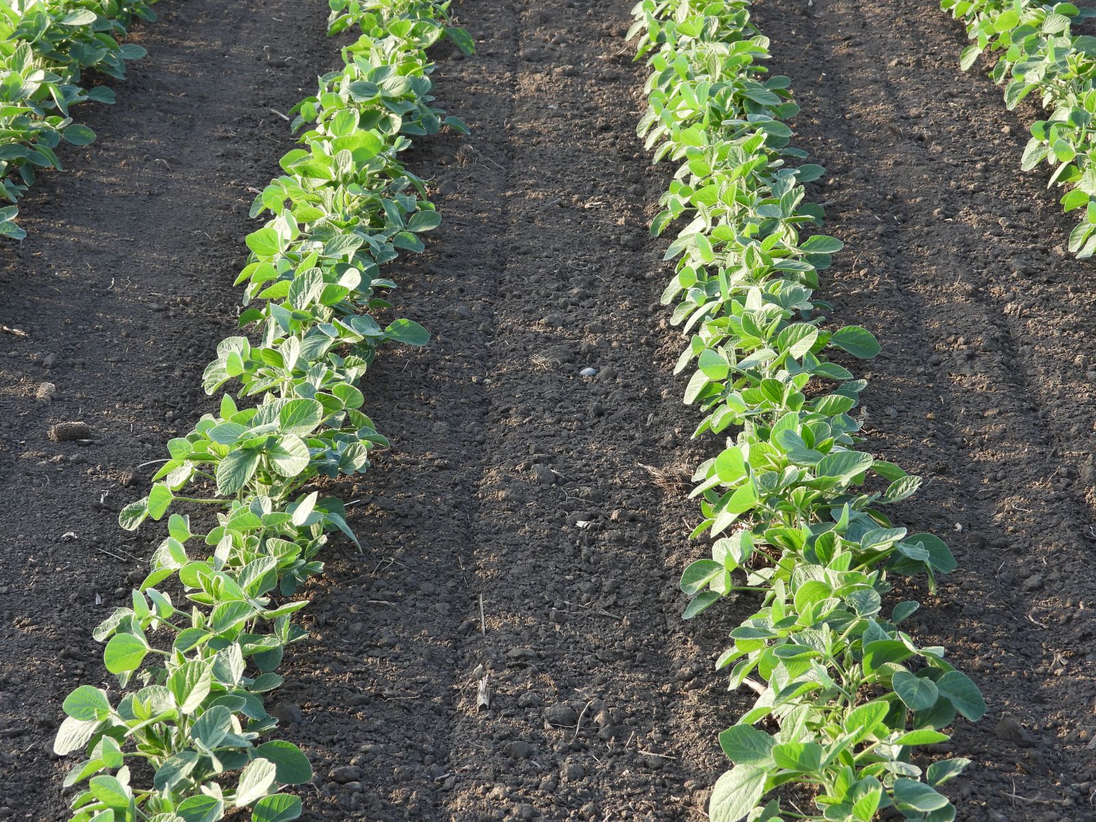 Soybeans Holding onto Wednesday Gains as USDA Hikes Production