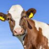 Cattle Fade Back Lower on Turnaround Tuesday