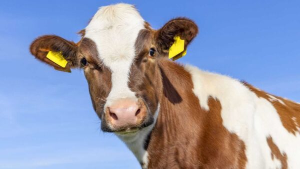 Cattle Fade Back Lower on Turnaround Tuesday