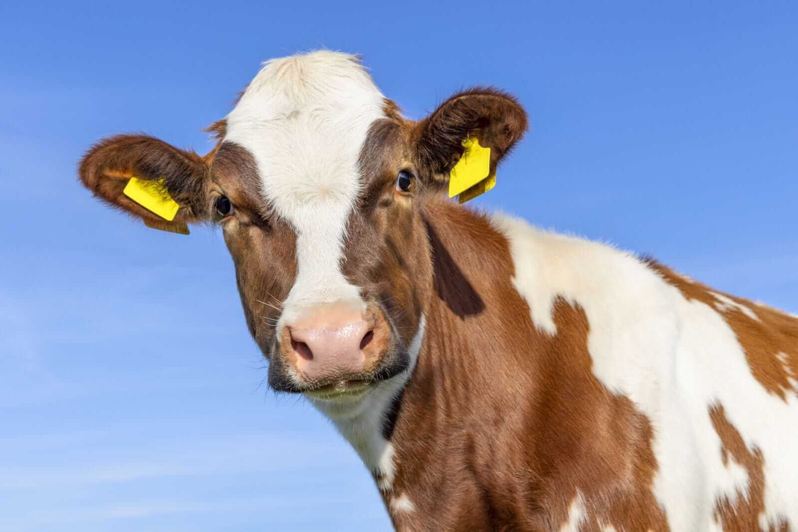 Cattle Fade Back Lower on Turnaround Tuesday
