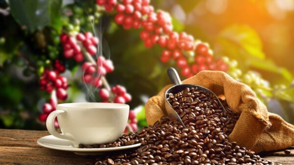 Coffee Prices Fall as Cecafe Reports Strong Brazilian Coffee Exports