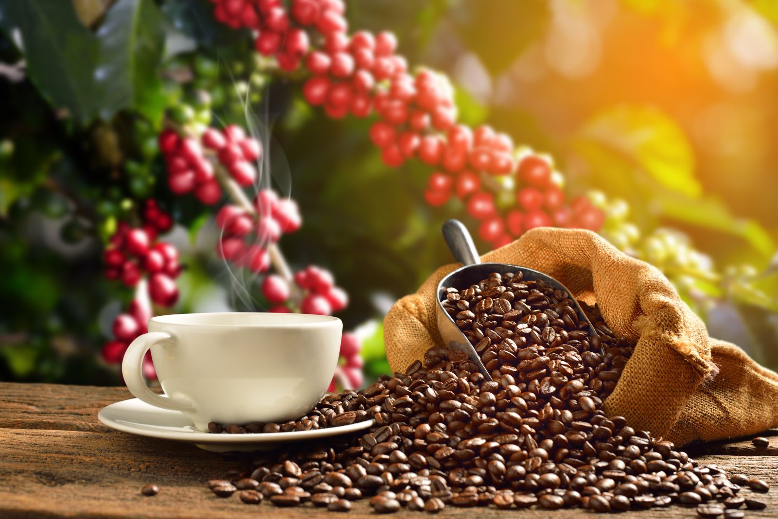 Coffee Prices Fall as Cecafe Reports Strong Brazilian Coffee Exports